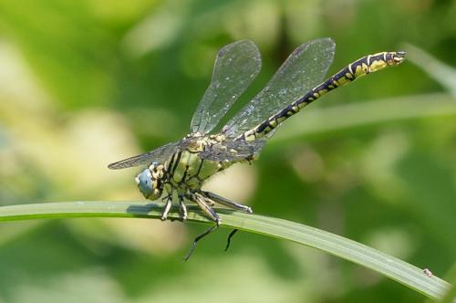 Réf. 262 455 : Gomphus simillimus